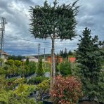 Céder Himalájsky (Cedrus deodara) ´BUSH ELECTRA´, výška: 280-320 cm, kont. C150L - ŠPALIERA (-23°C)